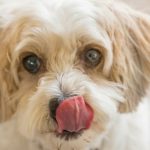 How to Make Your Dog Enjoy Going to the Vet