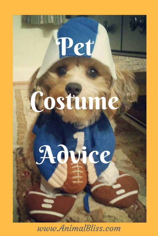 Halloween Pet Safety Tips and Pet Costume Advice