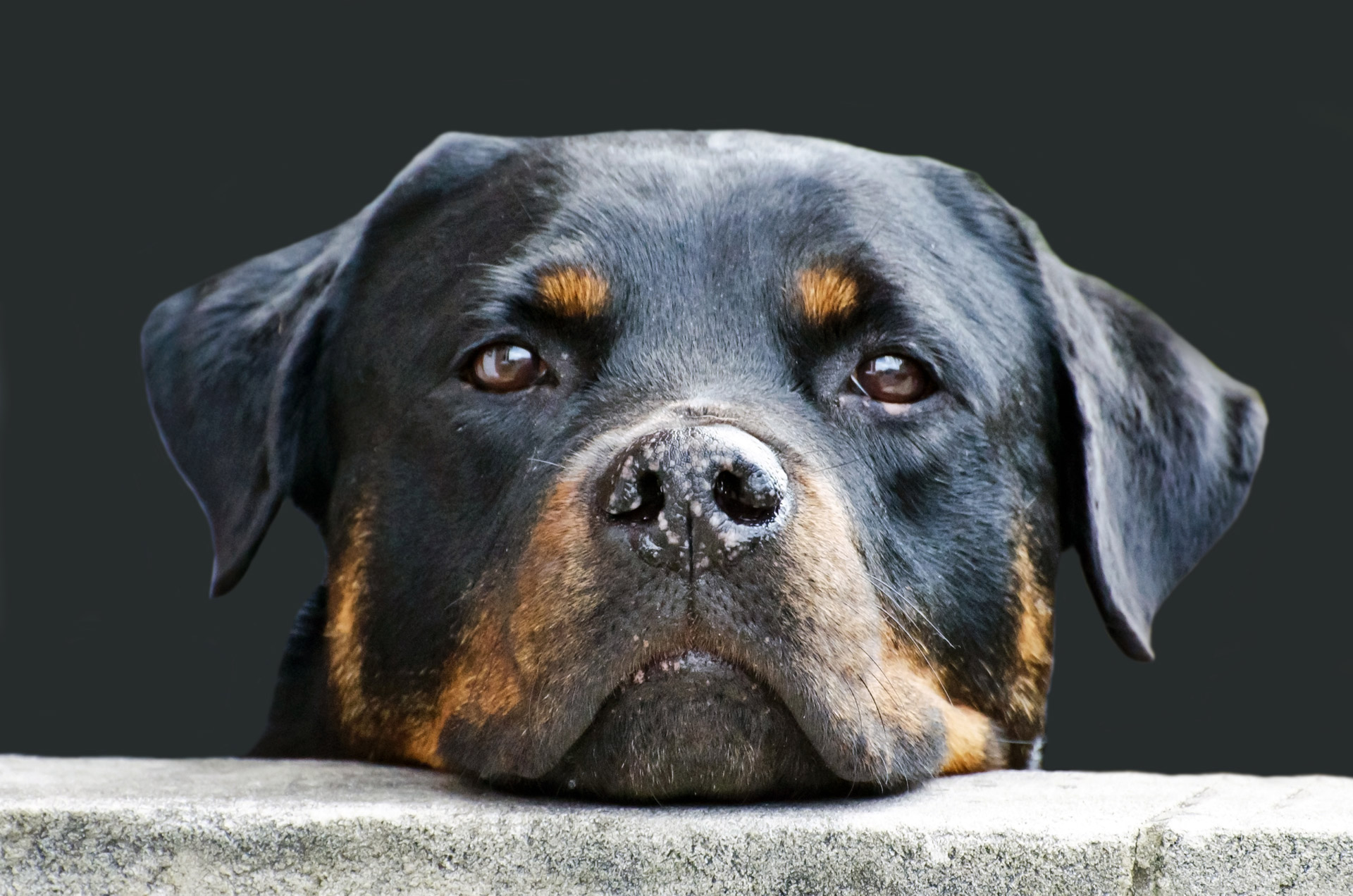 The Rottweiler breed is the 10th most popular breed in the U.S.