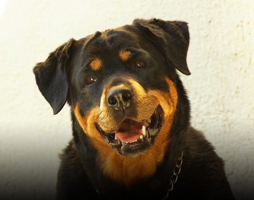 The Rottweiler breed is the 10th most popular breed in the U.S.