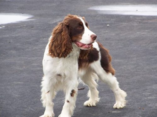 Springer Spaniel Dog Breed Explained