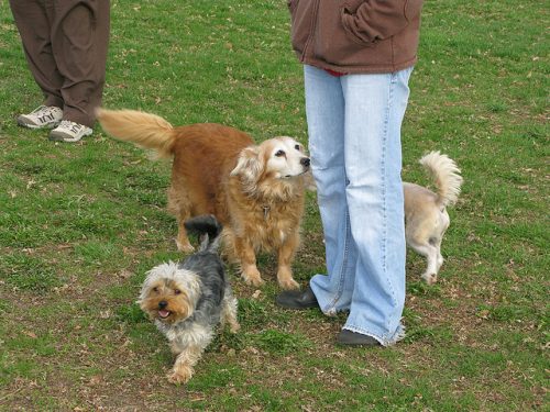 Studies show owning a dog makes your social life better. Dogs have a positive impact on us, physically and psychologically too. Read this.