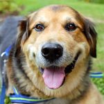What Your Dog’s Behavior is Telling You