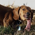 Raw Food for Dogs with Kidney Failure - Animal Bliss