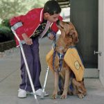 Difference Between Service Dogs and Assistance Dogs, Are they legit?