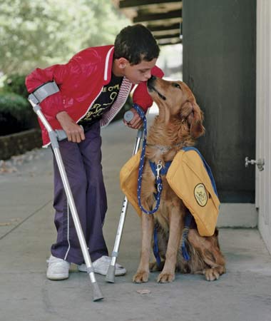 Difference Between Service Dogs and Assistance Dogs, Are they legit?