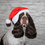 3 Homemade Treats for Your Dog this Christmas