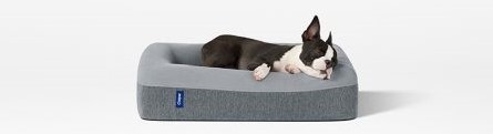 The Casper Dog Bed Review