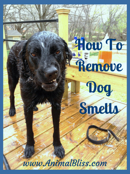 How To Remove Dog Smells : Solutions for a Happier Nose