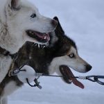 Best Dog Food for Huskies: What to Choose And Why