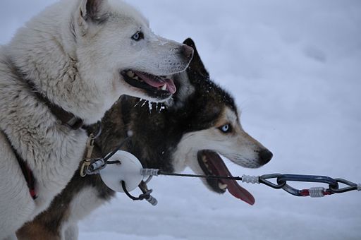 Best Dog Food for Huskies: What to Choose And Why