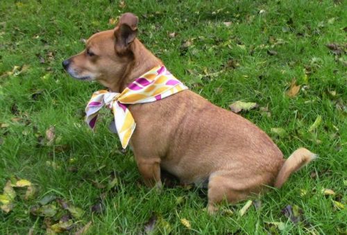 Dog's Best Trend Scarf Review - A very unique Dog Scarf subscription service