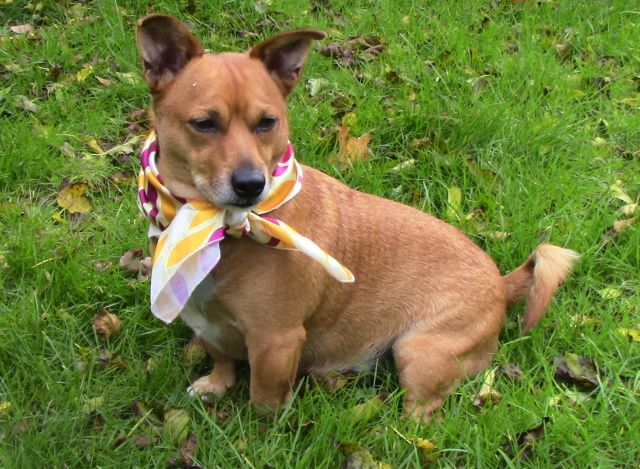 Dog's Best Trend Scarf Review - A very unique Dog Scarf subscription service