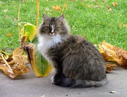 Maisy, 3 yrs