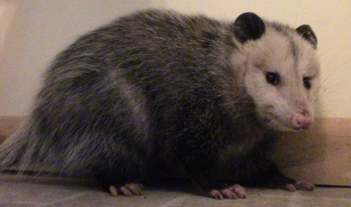 I woke up to find an opossum in my bathroom this morning. Here's what I did.