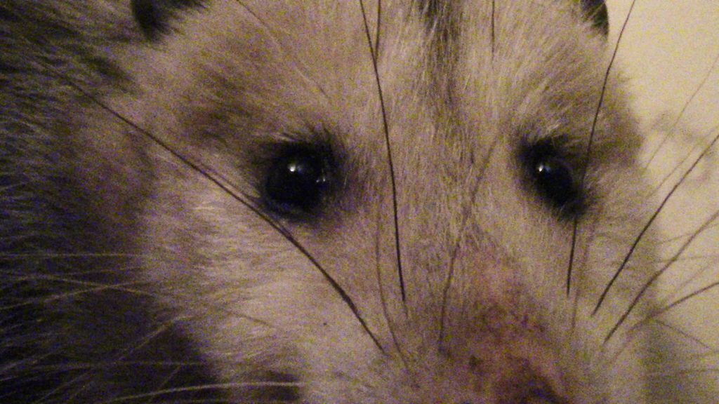 I found an opossum in my bathroom. Here's what I did.