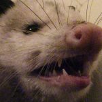 Opossum in my Bathroom: What to do