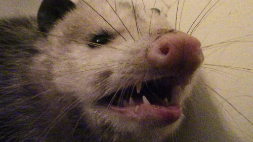 I woke up to find an opossum in my bathroom this morning. Here's what I did. 