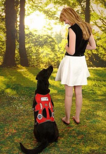 Service dog trainer, Kaelynn Paltrow, our guest writer today, clears up 12 of the most common misconceptions about service dogs. Read on!