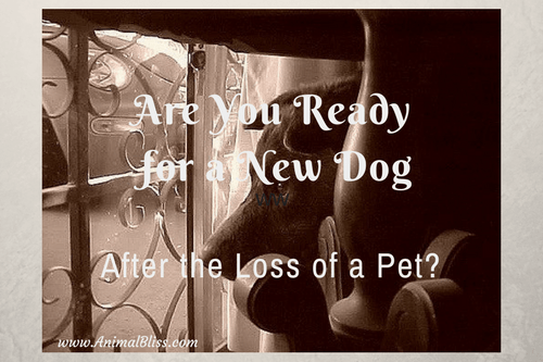 Are You Ready For a New Dog After the Loss of a Pet?