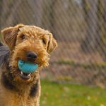 4 Ways To Interact With An Unfamiliar Dog