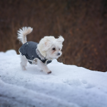 Winterizing Your Home for Happy Paws