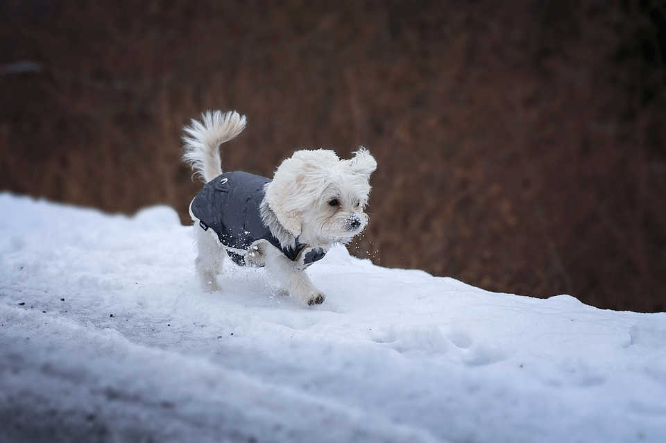 Here are some ideas about winterizing your home for happy paws.