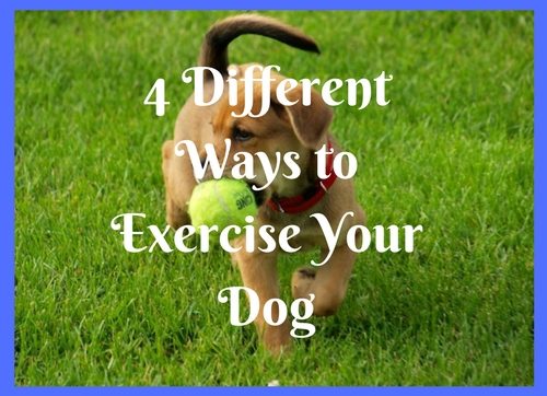 4 Different Ways to Exercise Your Dog
