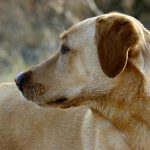 Are You Ready For a New Dog After the Loss of a Pet?