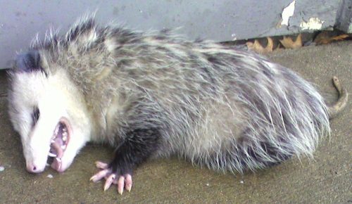 opossum-playing-dead