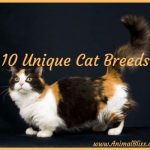 10 Unique Cat Breeds: Most Unusual-Looking Cats
