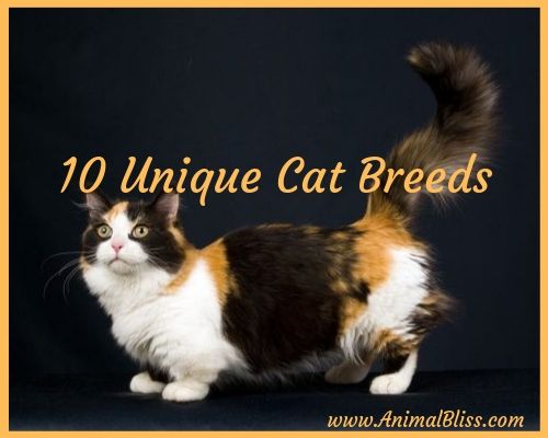 10 Unique Cat Breeds: Most Unusual-Looking Cats