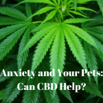 Anxiety and Your Pets: Can CBD Help? Cannabidiol Hemp