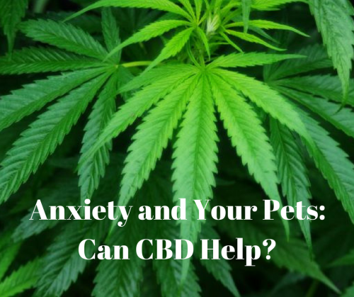 Yes, CBD Cannabidiol hemp oil can help with anxiety and your pets.