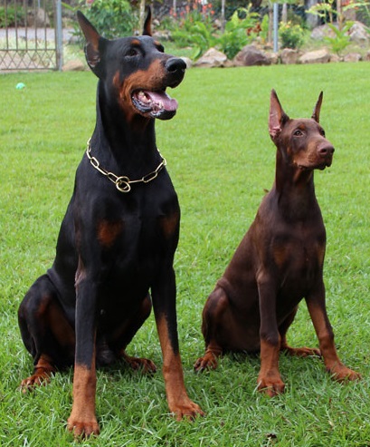 10 Best Dog Breeds for Home Defense