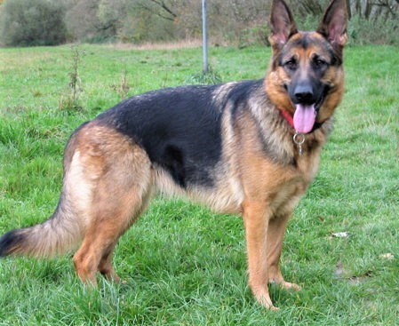 german shepherd dog wags its tail