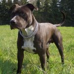 10 Best Dog Breeds for Home Defense