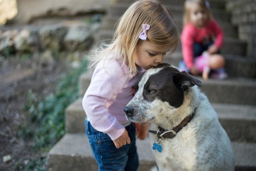 Child Safety: 4 Tips For Teaching Safety Around Dogs