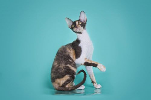 10 Unique Cat Breeds