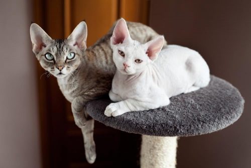 10 Most Unique Cat Breeds