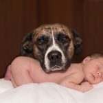 Preparing Your Dog for the Arrival of Your Baby