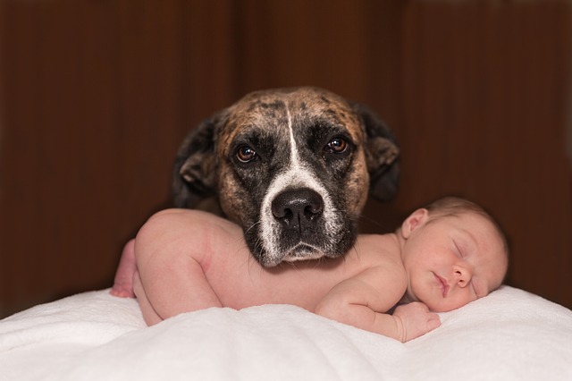 Welcoming a new baby to the family is exhilarating and overwhelming. Preparing your dog for the arrival of your baby