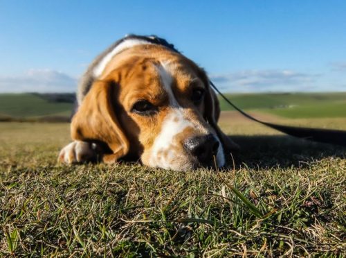 4 Dog Health Myths You Need To Know