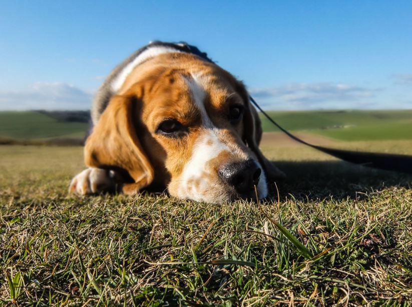 4 Dog Health Myths You Need To Know