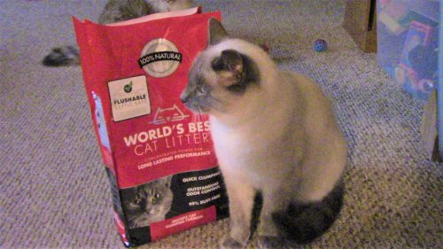 This review reveals the truth about Worlds Best Cat Litter.