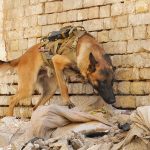 Military Dogs are Heroes With Fur : Military Working Dogs