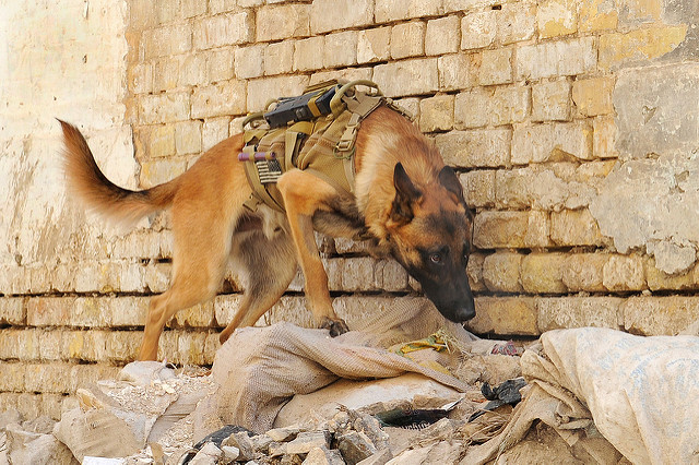 Yes, our Military Dogs are heroes. This info about Military Working Dogs will give you a great appreciation for their hard work and dedication