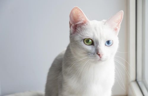 10 Most Unique Cat Breeds