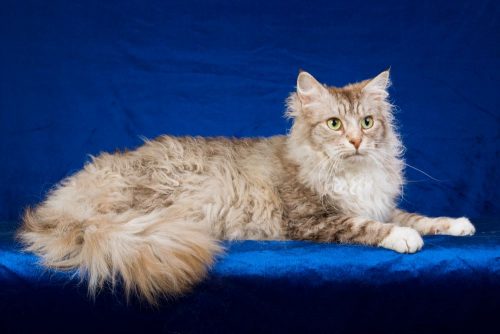 Most people envision of a cat with pointy ears, a fluffy coat, and a long, swirly tail. Here are some unique cat breeds you may not know about