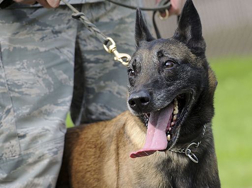 Military Dogs are Heroes